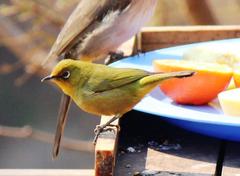 Zosterops virens virens