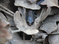 Batrachoseps