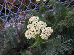 Achillea millefolium