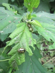 Calligrapha fulvipes