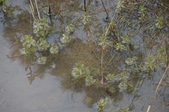 Proserpinaca pectinata