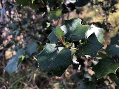 Alchornea ilicifolia