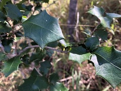 Alchornea ilicifolia