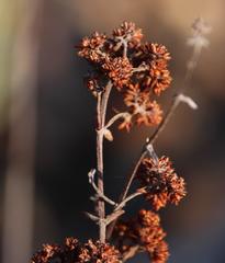 Crassula cultrata