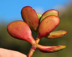 Crassula cultrata