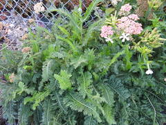 Achillea millefolium