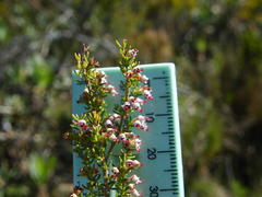 Erica hispidula hispidula
