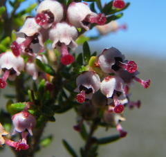 Erica hispidula hispidula