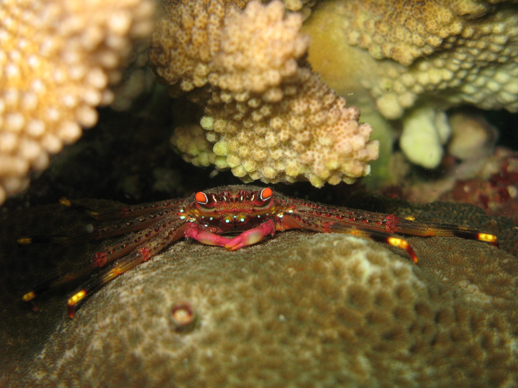 nimble spray crab