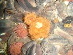 Pseudactinia flagellifera