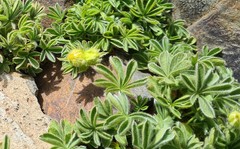 Potentilla nivalis