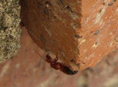 Camponotus robecchii rhodesianus