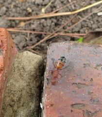 Camponotus robecchii rhodesianus