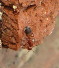 Camponotus robecchii rhodesianus