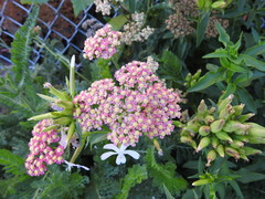 Achillea millefolium