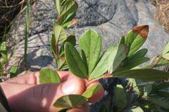 Rhoicissus tridentata tridentata