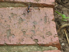 Camponotus etiolipes