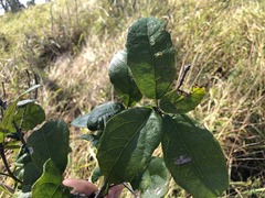 Mallotus claoxyloides