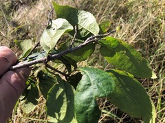 Mallotus claoxyloides