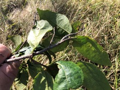 Mallotus claoxyloides