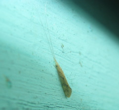 Parasetodes respersellus