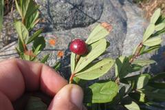 Rhoicissus tridentata tridentata