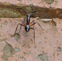 Camponotus etiolipes