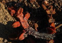 Crassula pyramidalis