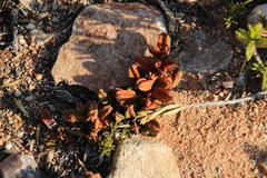 Crassula pyramidalis