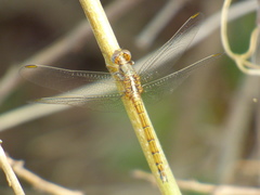 Orthetrum chrysostigma