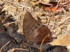 Charaxes phaeus