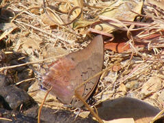 Charaxes phaeus