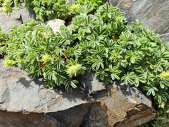 Potentilla nivalis