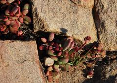 Crassula clavata