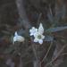 Rothmannia globosa - Photo (c) Brian du Preez, μερικά δικαιώματα διατηρούνται (CC BY-SA), uploaded by Brian du Preez