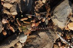 Adromischus triflorus