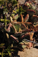 Adromischus triflorus