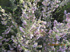 Erica vallis-fluminis