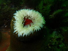 Bunodactis reynaudi