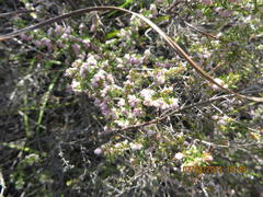 Erica vallis-fluminis