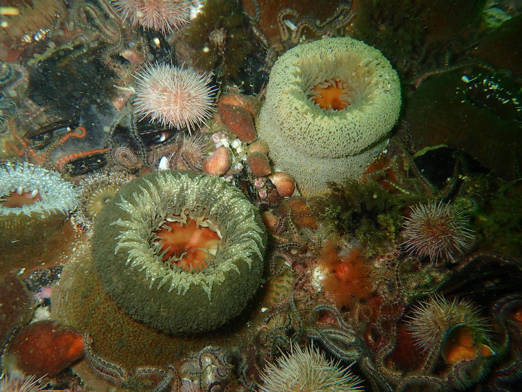 Bunodactis