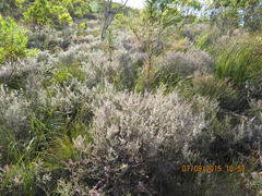 Erica vallis-fluminis