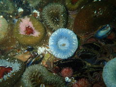 Bunodactis reynaudi