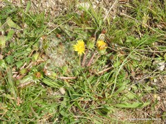 Taraxacum obovatum