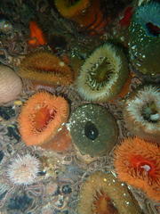 Bunodactis reynaudi