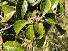 Mallotus claoxyloides