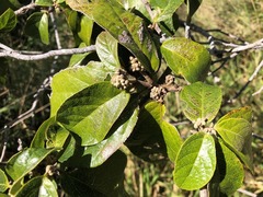 Mallotus claoxyloides