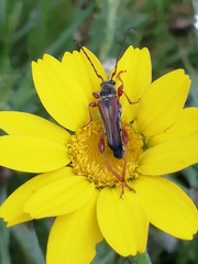 Stenopterus mauritanicus