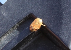 Clastoptera lineatocollis