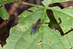 Pimpla pedalis